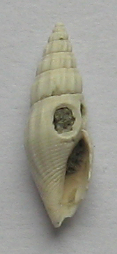 gasteropode da determinare 1